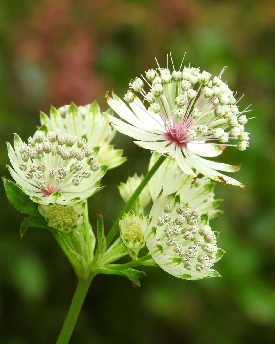 Zeeuwse schone - Planten - Zeeuws knoopje