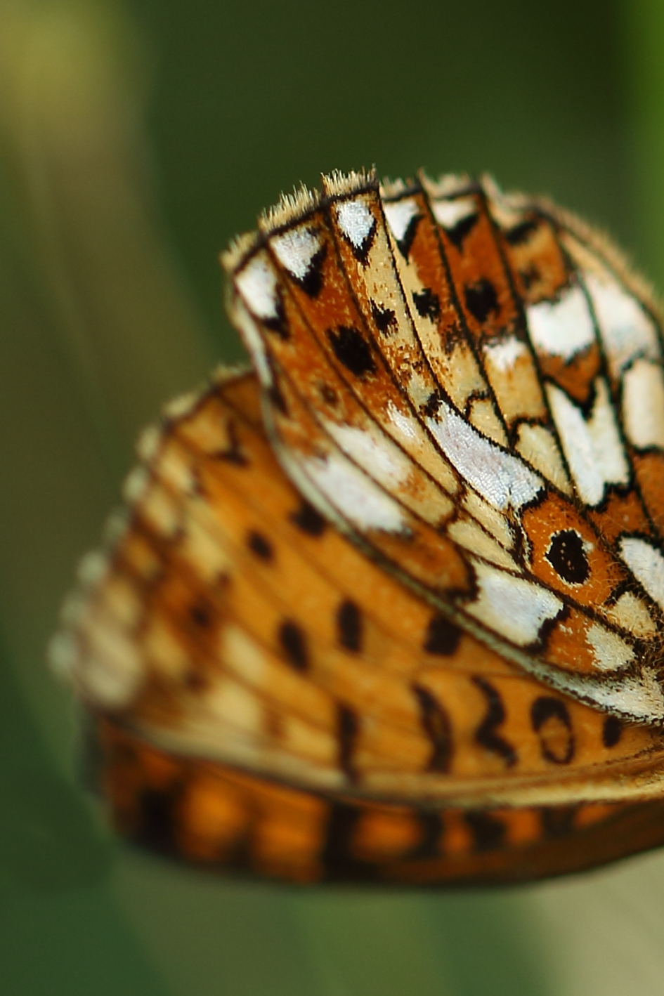 zilveren maan - Geleedpotigen - 