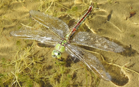 Zo te sterven op het water....