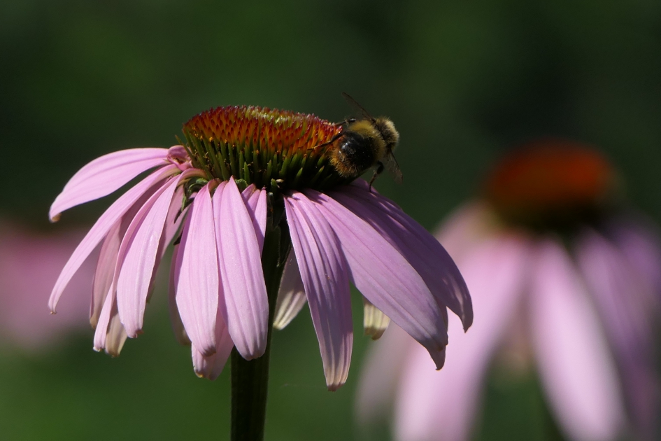 Zonnehoed - Planten - Rode zonnehoed