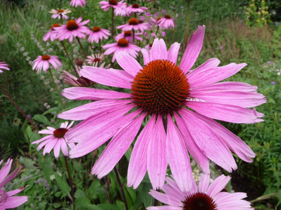Zonnehoed - Planten - 