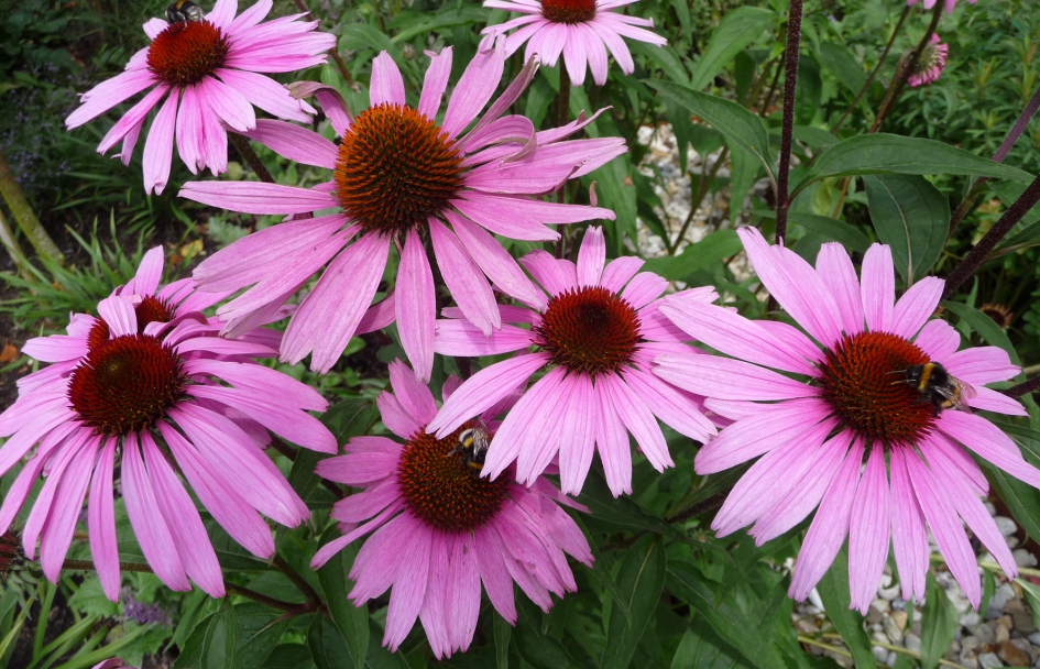 Zonnehoed - Planten - 