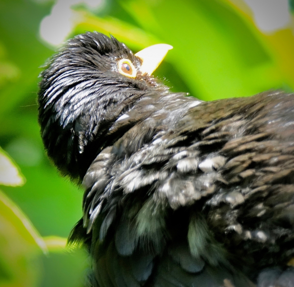 Zonnestandje - Vogels - Merel