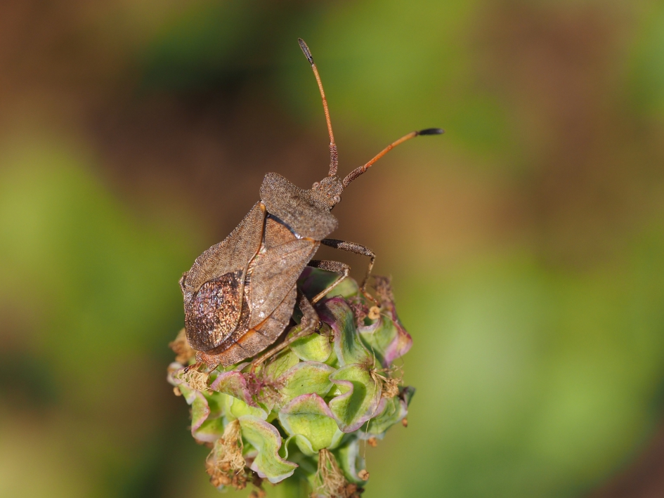 Zuringwants - Geleedpotigen - Zuringwants