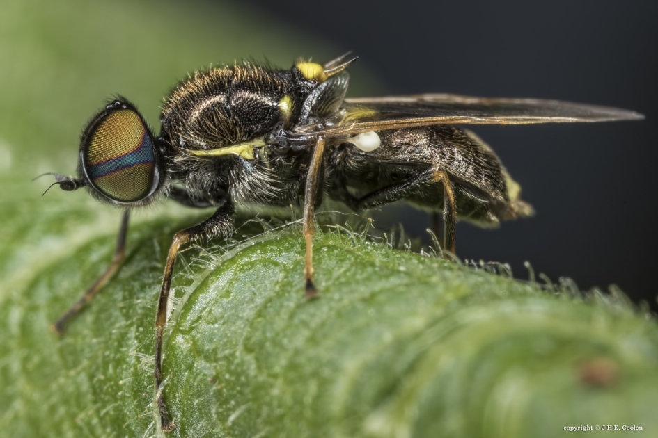 Zwart verfdrupje - Geleedpotigen - Zwart verfdrupje