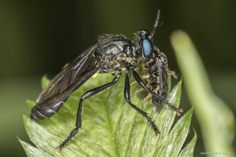Zwarte bladjager - Geleedpotigen - Zwarte bladjager
