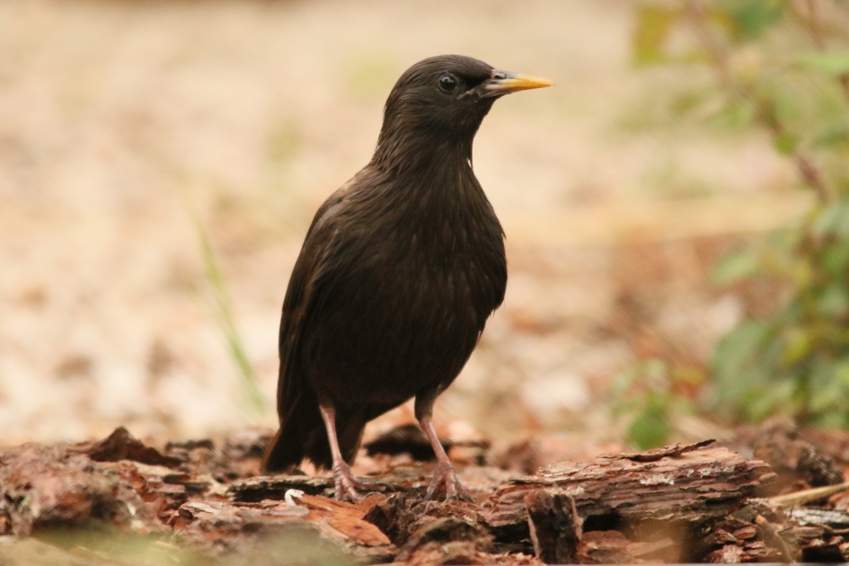Zwarte Spreeuw - Vogels - Zwarte Spreeuw
