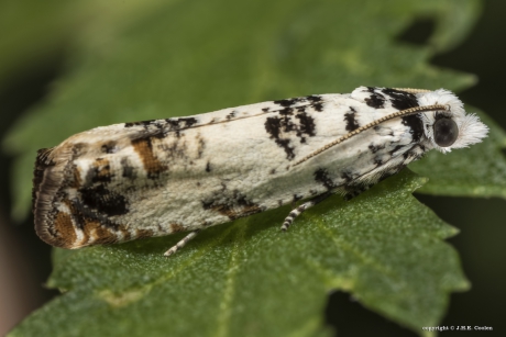 Zwartwit knoopvlekje (Eucosma campoliliana)