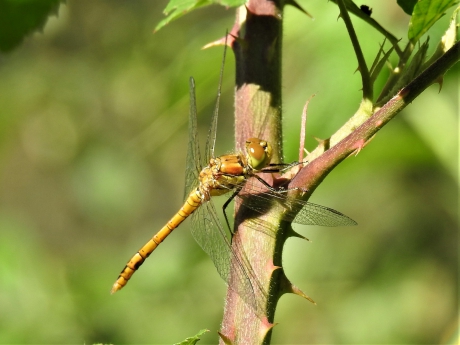 Zwervende heidelibel  vrouwtje