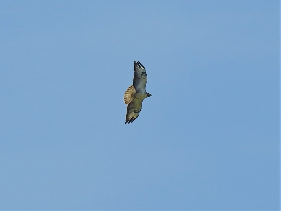 Zwevende buizerd - Vogels - Buizerd