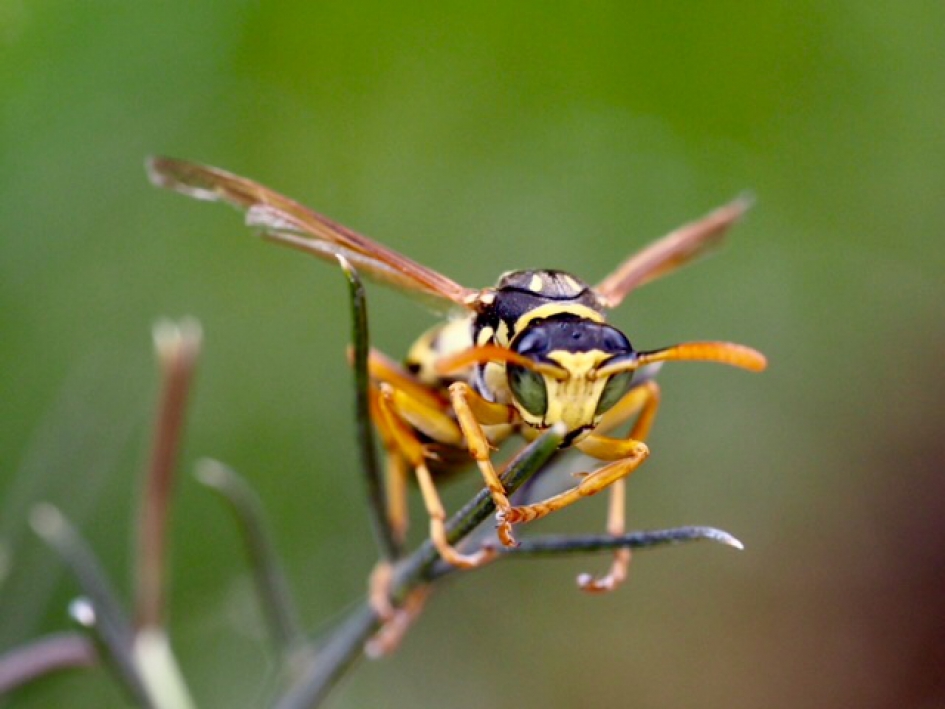 Aanvalshouding - Geleedpotigen - Franse veldwesp