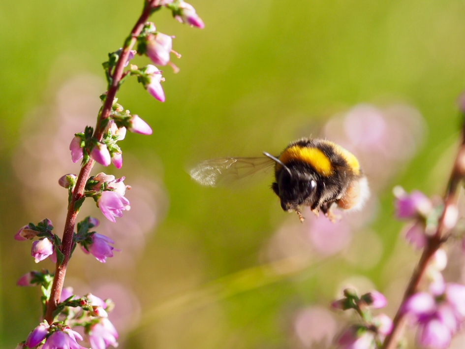 Aardhommel in vlucht - Geleedpotigen - Aardhommel