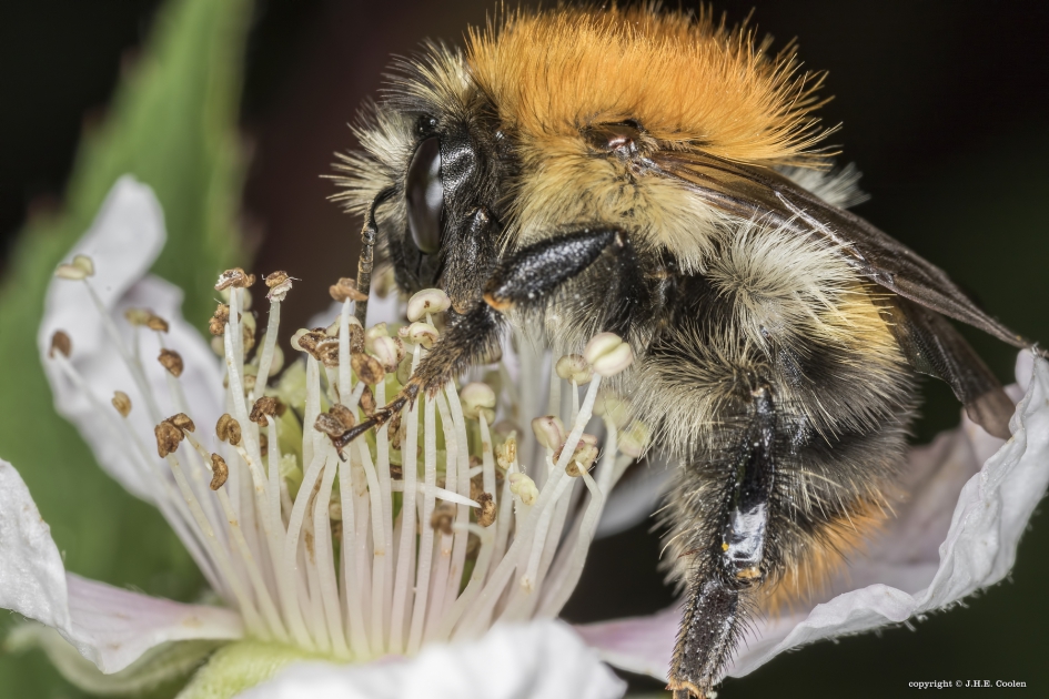 Akkerhommel (Bombus pascuorum) - Geleedpotigen - Akkerhommel