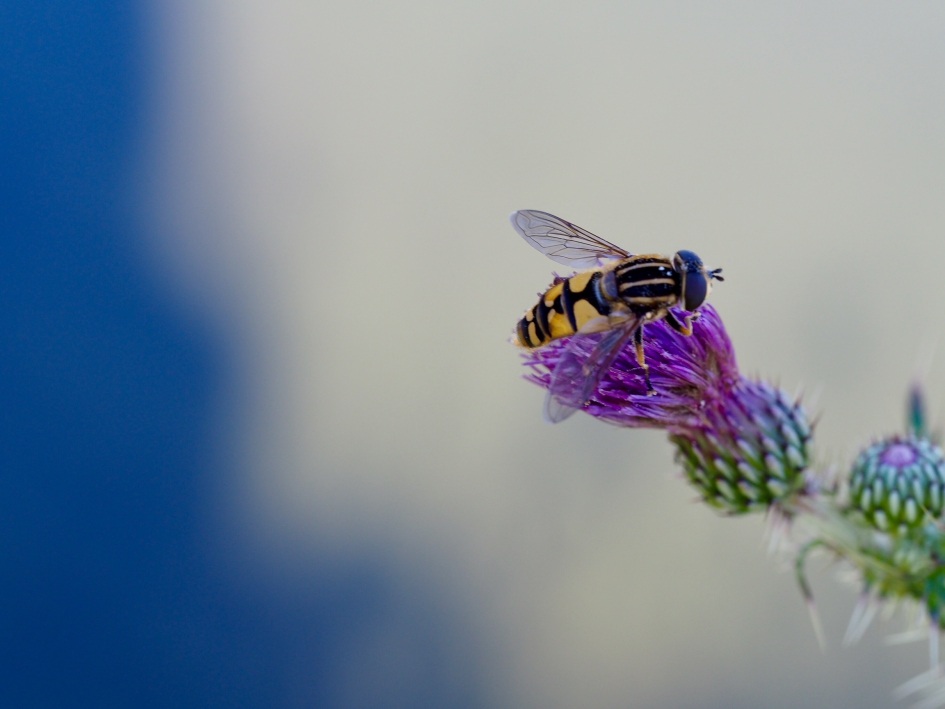 Al vroeg op pad - Geleedpotigen - Zweefvlieg