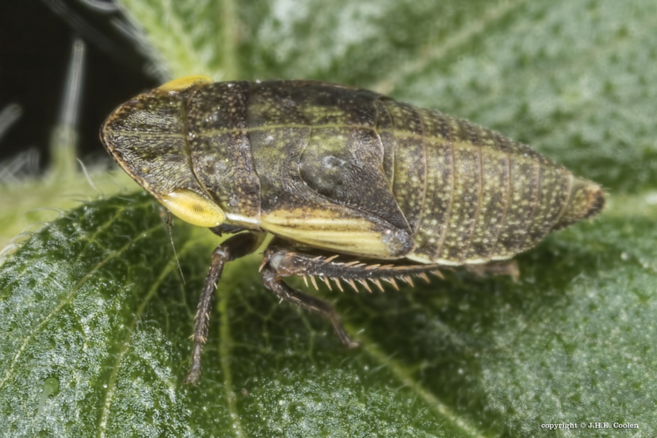 Aphrodes makarovi (nimf) - Geleedpotigen - 