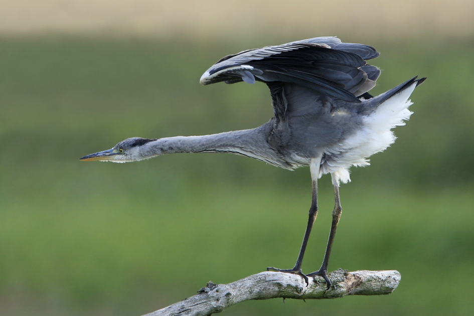 Atletiek - Vogels - Blauwe reiger