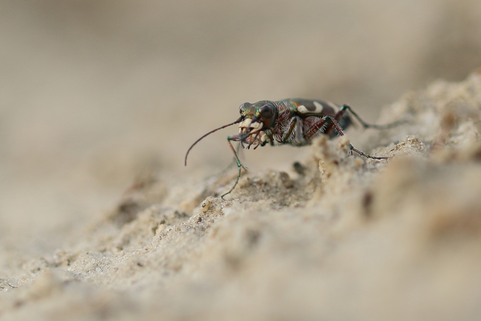 bastaardzandloopkever - Geleedpotigen - 