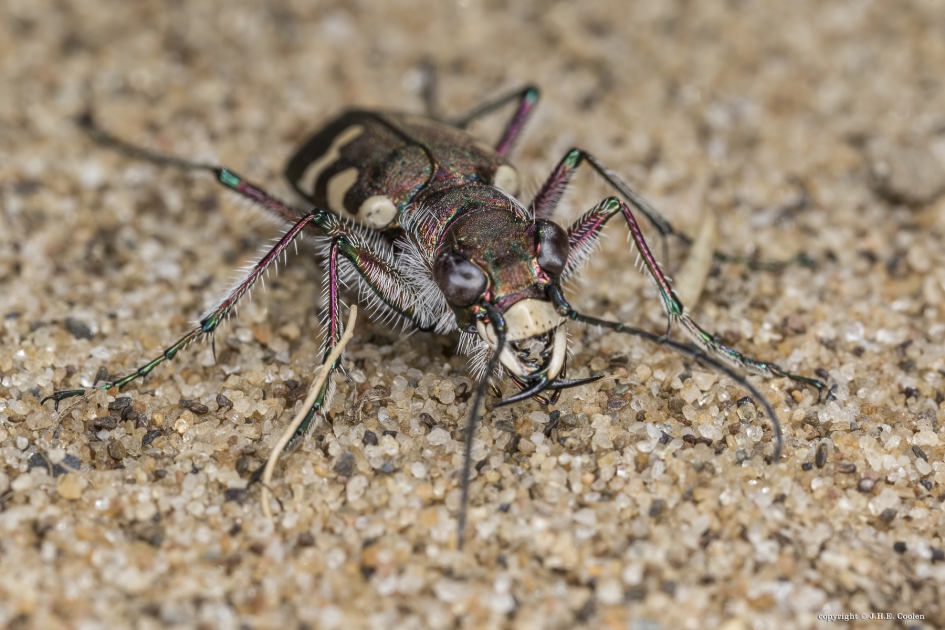Bastaardzandloopkever (Cicindela hybrida) - Geleedpotigen - Bastaardzandloopkever