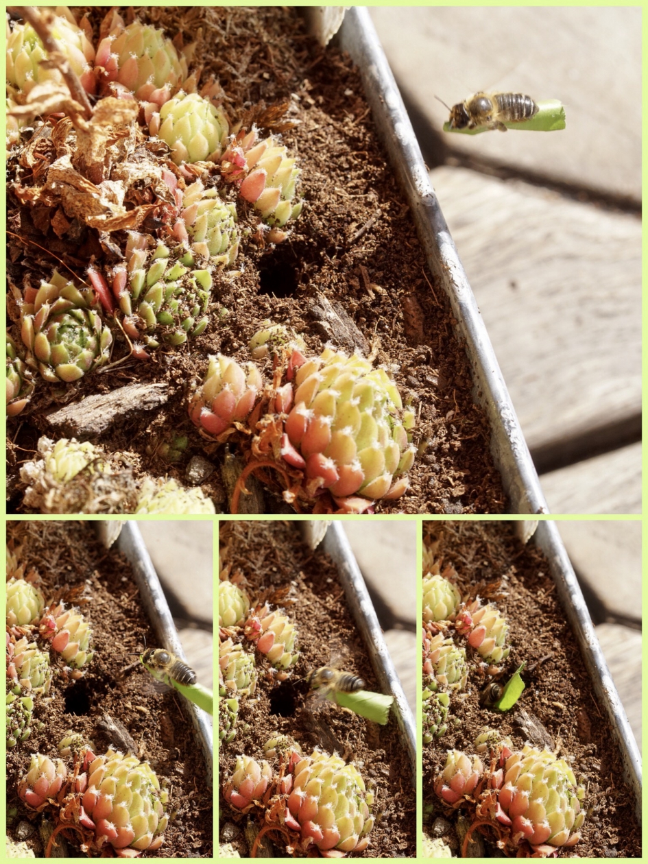 Vliegend tapijt - Geleedpotigen - Behangersbij