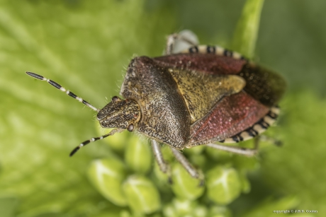 Bessenwants (Dolycoris baccarum)
