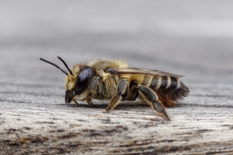 Bij poseert op tuintafel