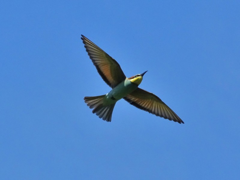 Bijeneter - Vogels - Bijeneter