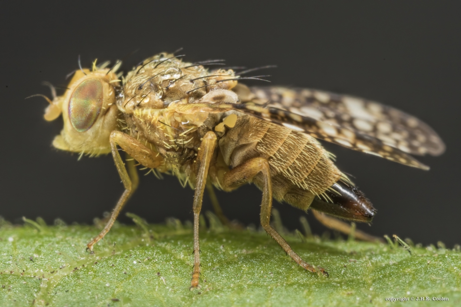 Bijvoetboorvlieg (Oxyna parietina) - Geleedpotigen - Bijvoetboorvlieg