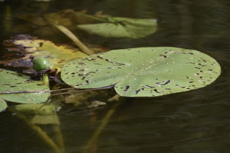 Blad van de gele plomp
