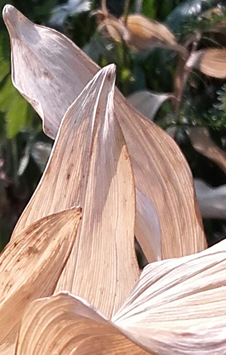 Bladeren  Salomonszegel - Planten - Salomonszegel