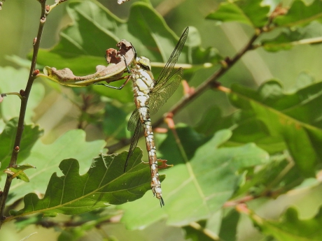 Blauwe glazenmaker vrouwtje