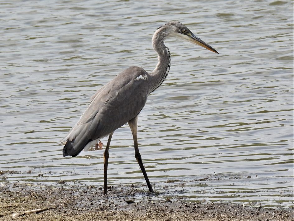 Blauwe reiger - Vogels - Blauwe reiger