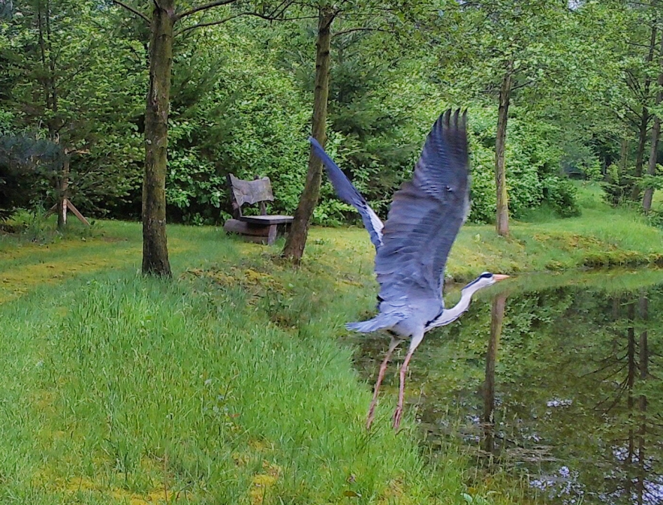 Blauwe reiger in actie - Vogels - Blauwe reiger