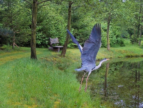 Blauwe reiger in actie