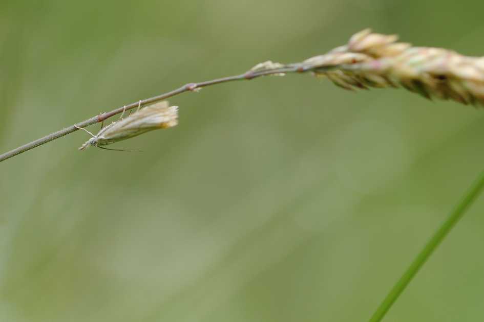 blauwoog grasmot - Geleedpotigen - 