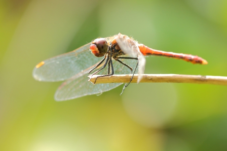 bloedrode heidelibel -m-