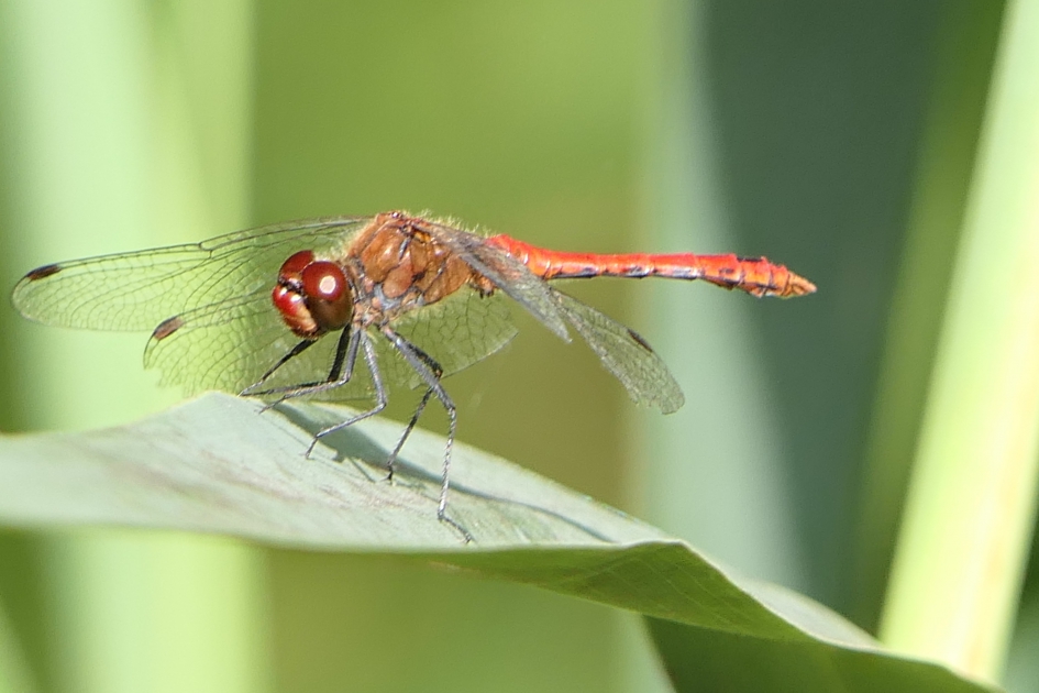 Bloedrode Heidelibel - Geleedpotigen - Bloedrode heidelibel