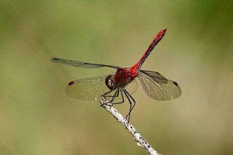 Bloedrode heidelibel