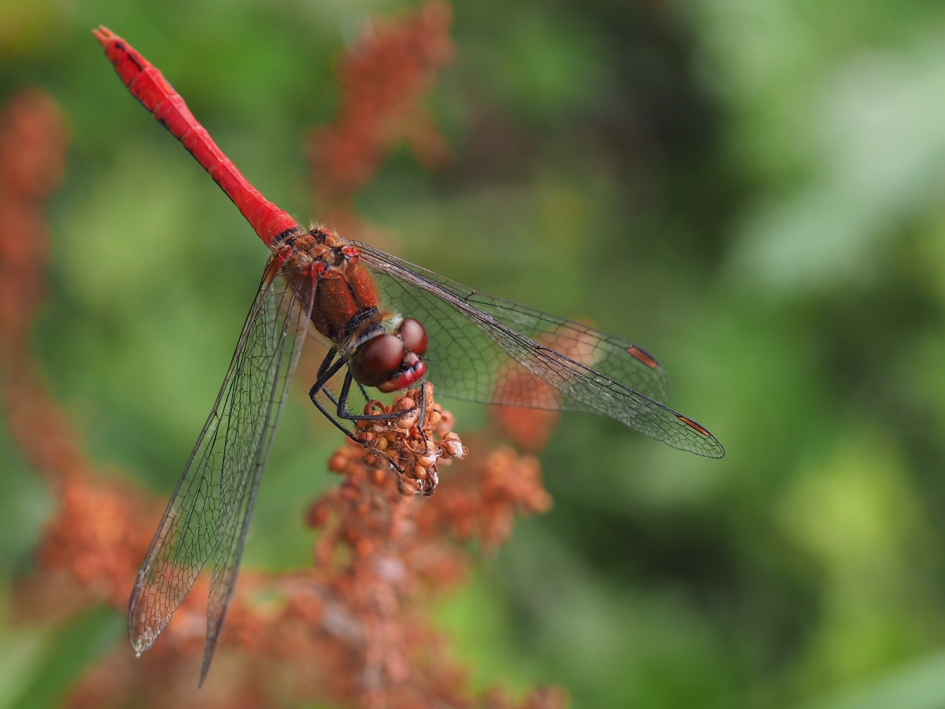 Bloedrood - Geleedpotigen - Vermoed de bloedrode heidelibel
