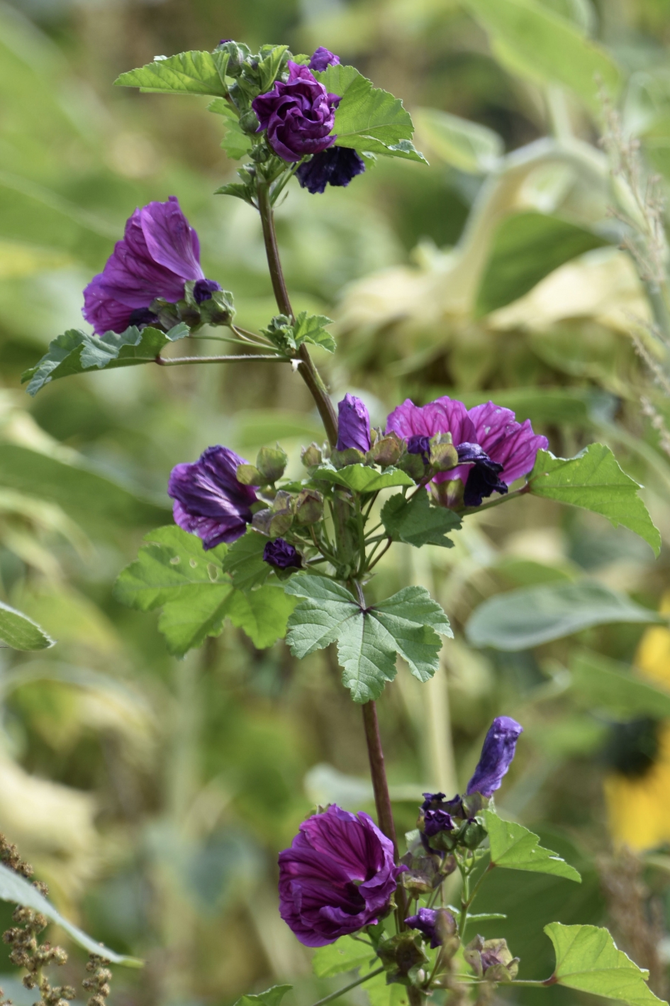 Bloem tussen de zonnebloemen - Planten - 