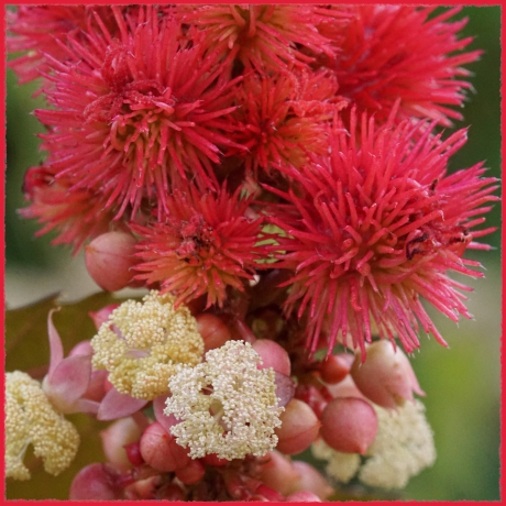 Bloemen en zaaddozen van wonderboom