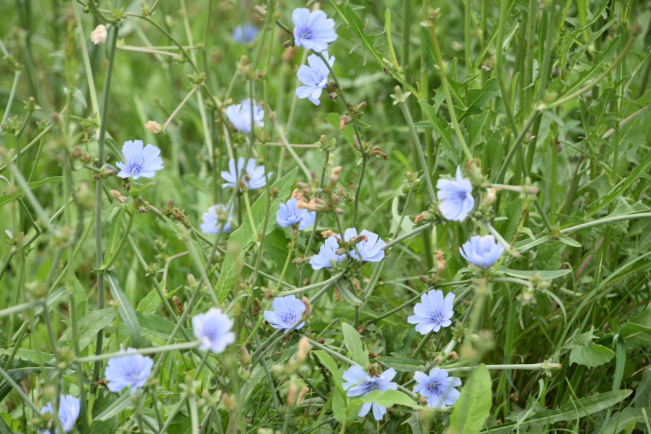 Cichorei in de berm... - Planten - 