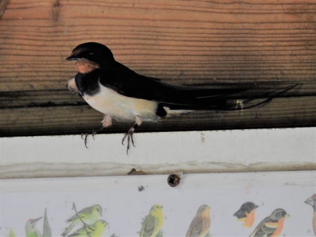 Boerenzwaluw in vogelijkhut