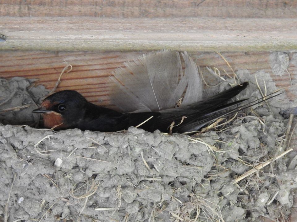 Boerenzwaluw op het nest - Vogels - Boerenzwaluw
