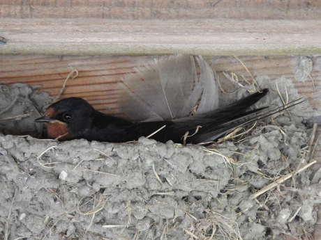 Boerenzwaluw op het nest