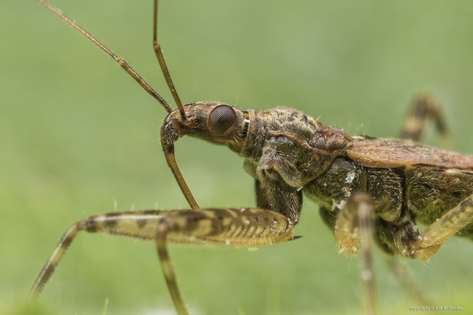 Boomsikkelwants (Himacerus apterus) - Geleedpotigen - Boomsikkelwants