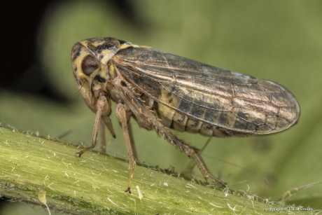 Brandnetelmaskercicade