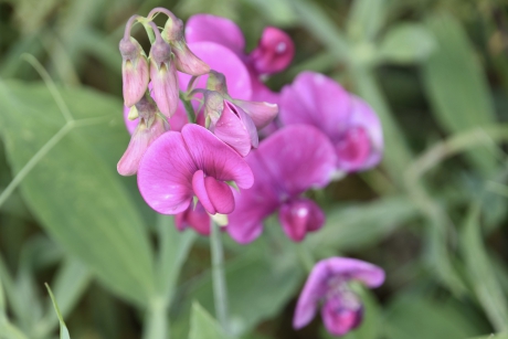Breda lathyrus