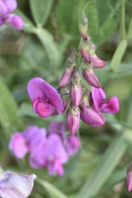 Brede lathyrus
