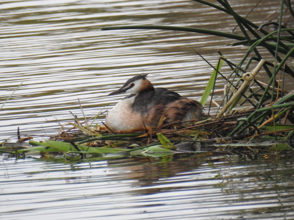 Broedende fuut verscholen in de rietkraag - Vogels - Fuut