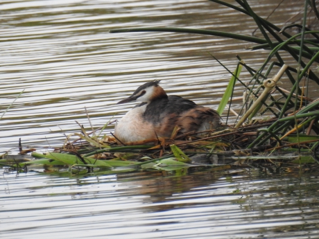 Broedende fuut verscholen in de rietkraag